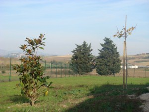 giardino