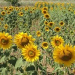 Campo di girasoli in primo piano