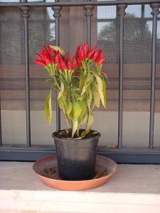 Pianta di peperoncino