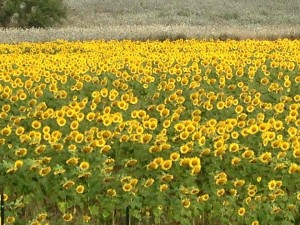 campo di girasoli