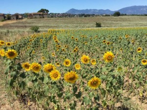 campo di girasoli tufo stregato