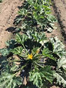 verdure piantate
