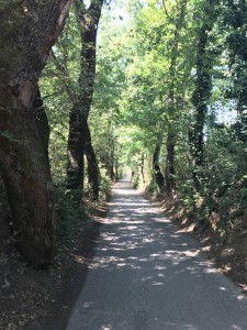 strada nel verde